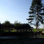 Borovice